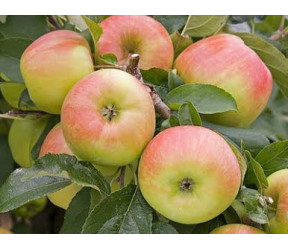 Pommes Delcorf