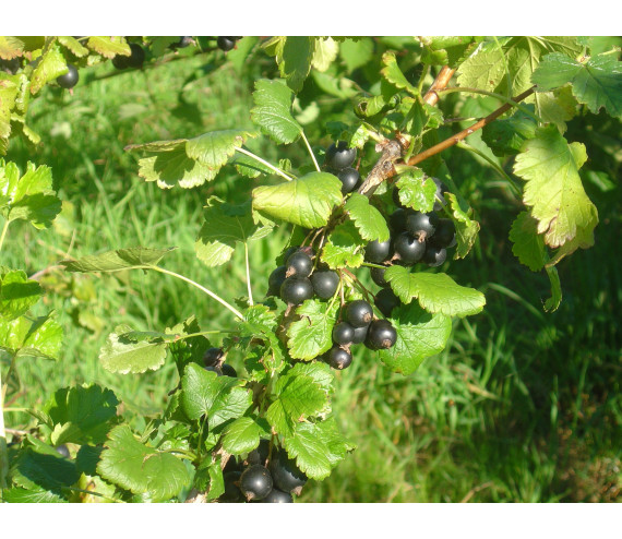 Josta (500 g)