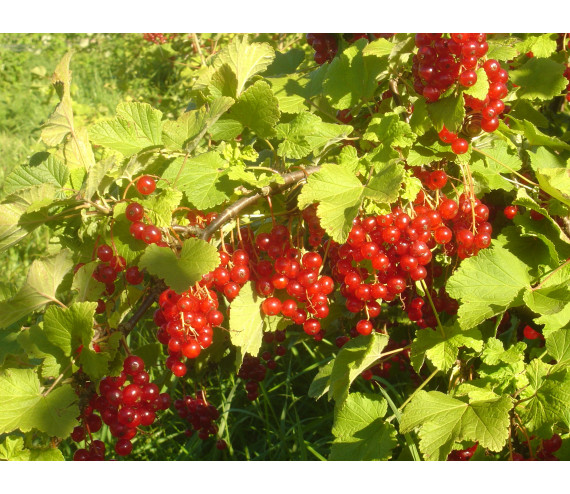 raisinets rouges (500 g)