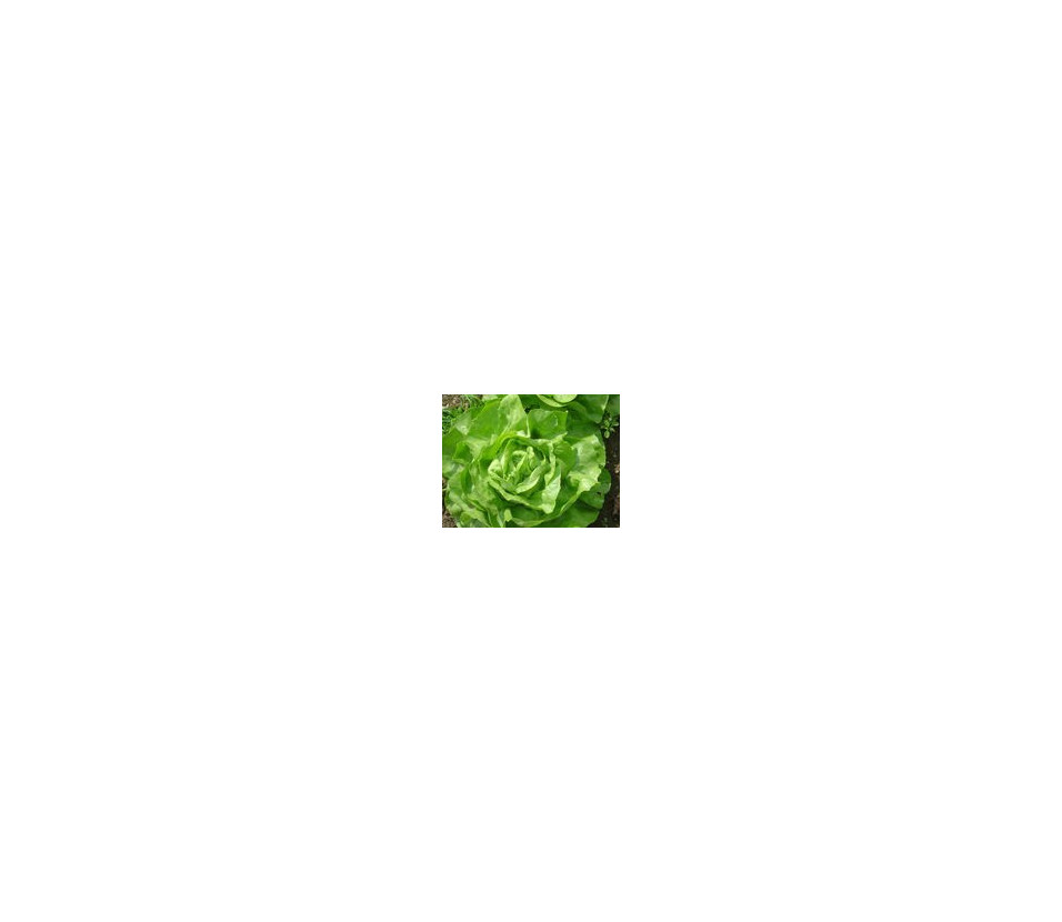 Salade pomm