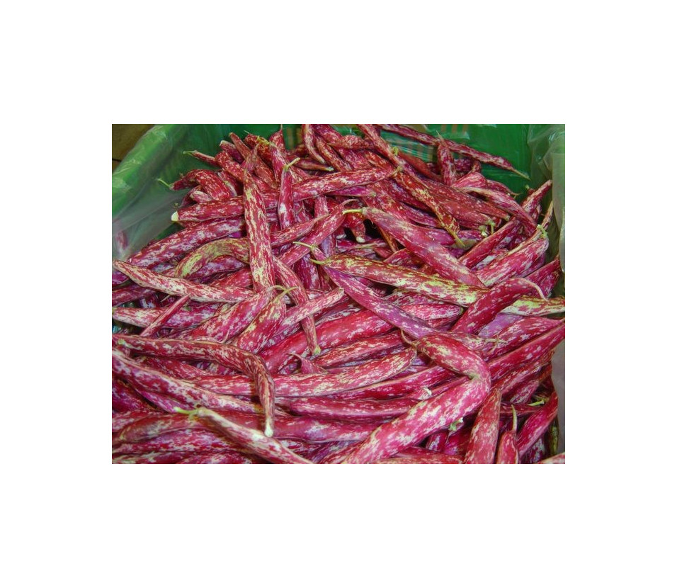 Haricots Borlotti