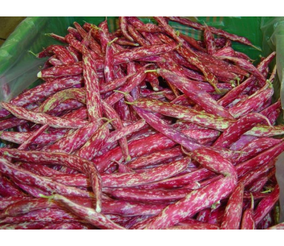 Haricots Borlotti