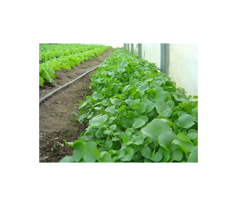 Winterkresse (Barbarakraut)