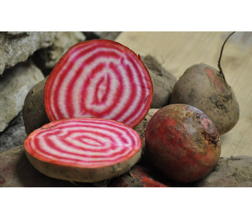 Randen Chioggia Randen Chioggia