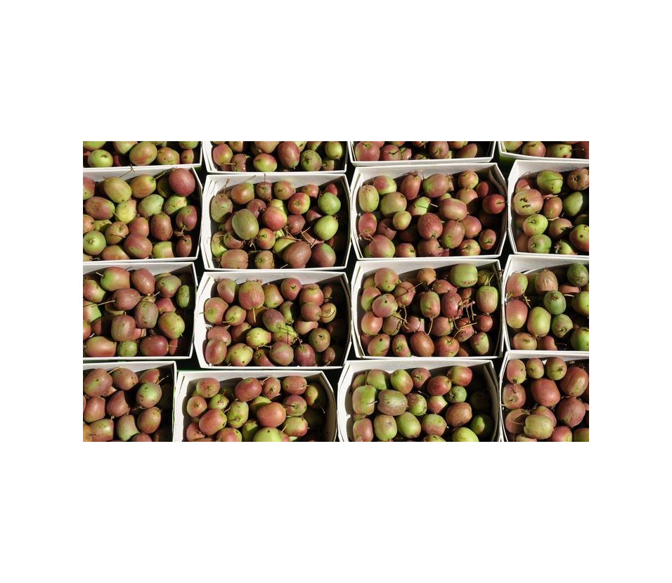 Mini Kiwi