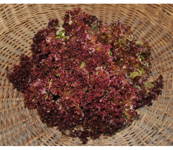 Salanova Teragone (type lollo rouge)