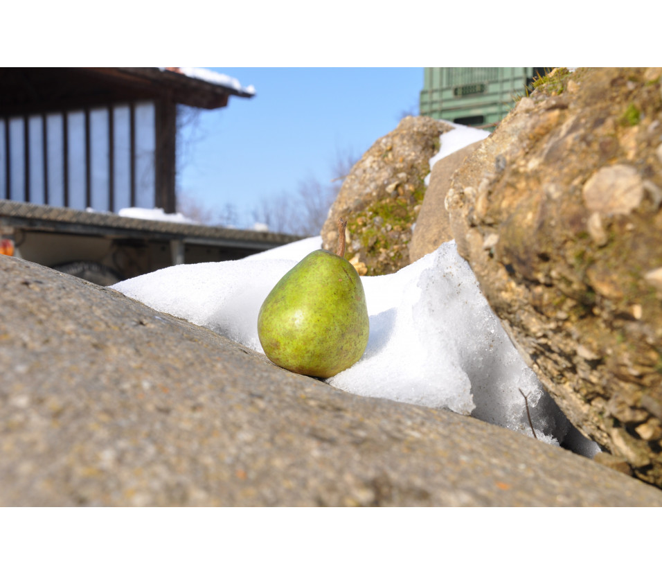 poires alexander Lukas