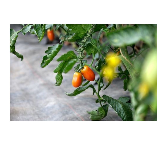 tomates dattes