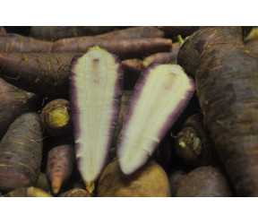 Karotten Gniff (Pro Specia Rara)