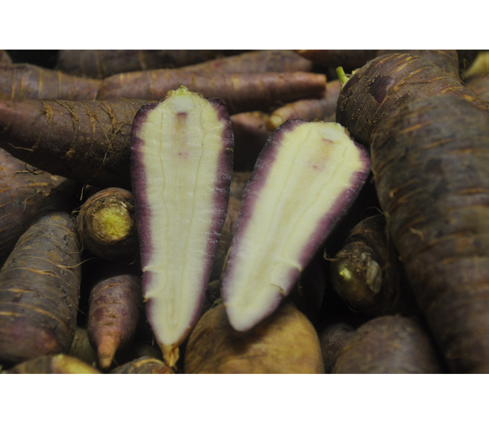 carottes Gniff (Pro specia Rara)