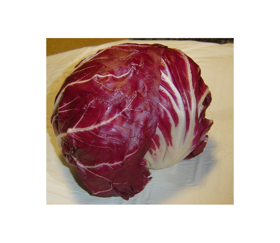 Cicorino, roter chicor