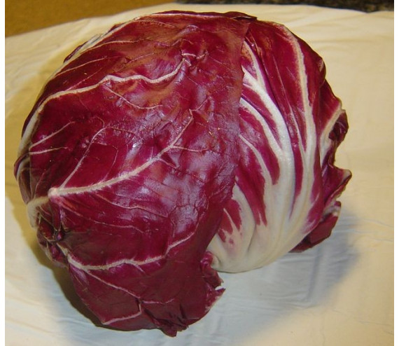 Cicorino, roter chicor