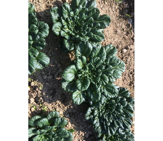 Tatsoi