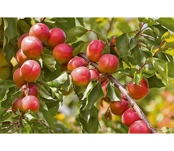 Abricots Valais