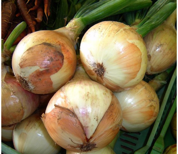 Oignons doux (vari