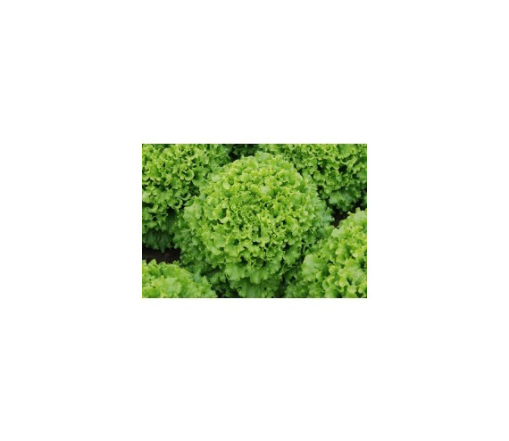salanova verte type lollo