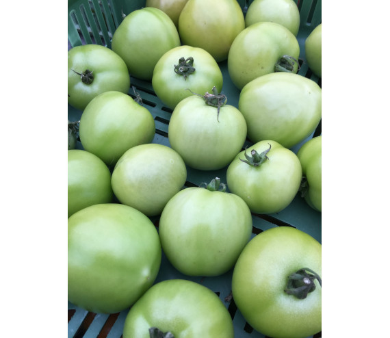 tomates vertes