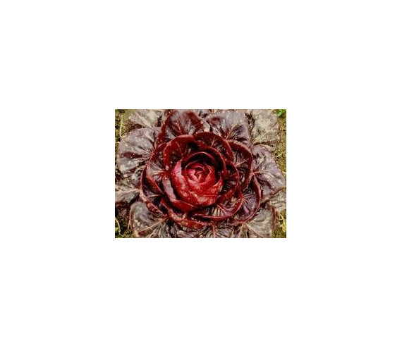 Radicchio