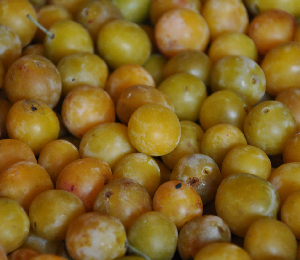 Mirabelle