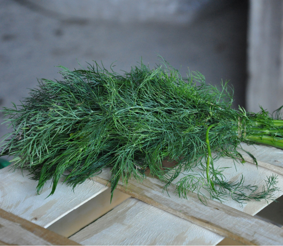 Dill