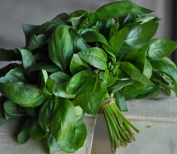 Basilic vert normal