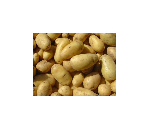 Kartoffeln Ratte gross