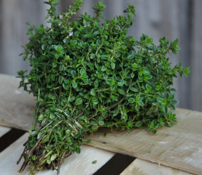 thym citronn