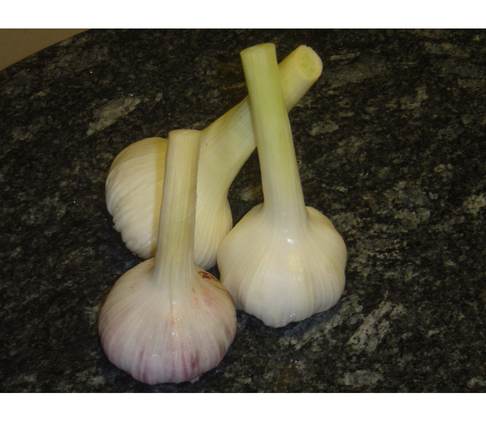 Knoblauch frisch (Schweiz)