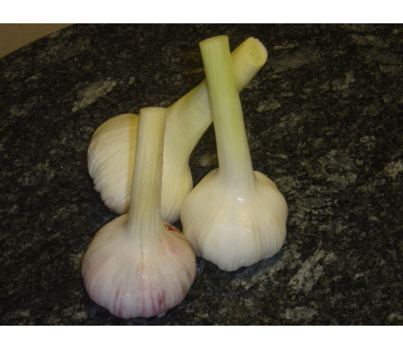Knoblauch frisch (Schweiz)