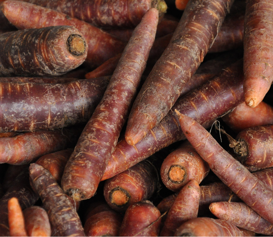 Carottes violettes