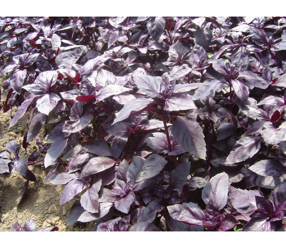 Basilic rouge