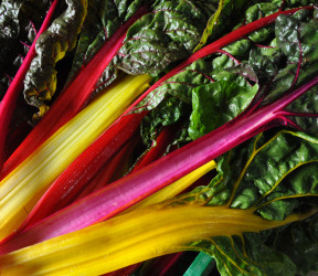 Krautstiele, Stielmangold farbig