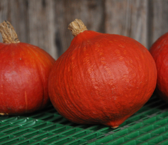 Courge Potimarron