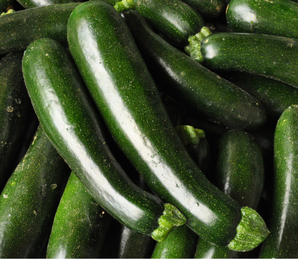 Courgette verte moyenne