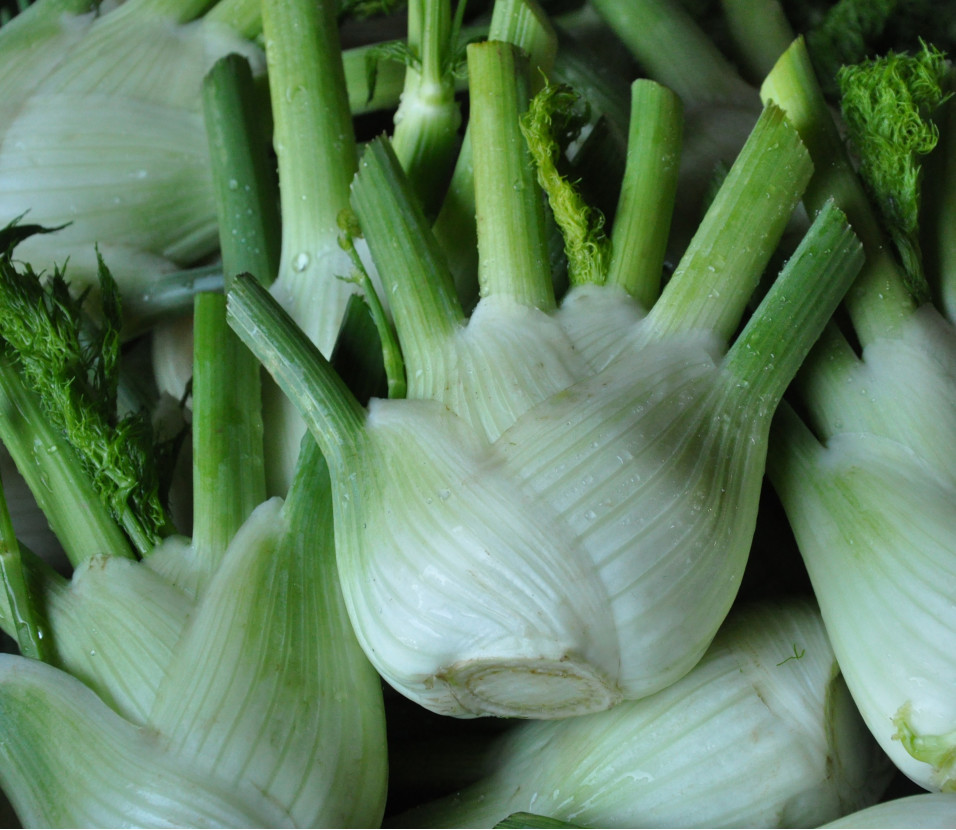 Fenchel