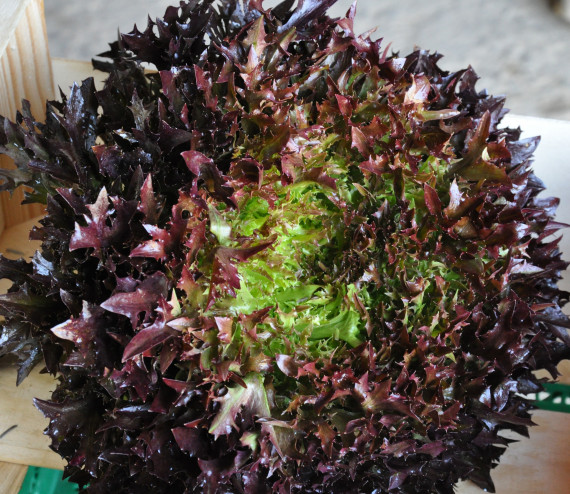 Salanova Teragone (type lollo rouge)