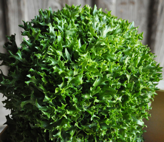 salanova verte type lollo