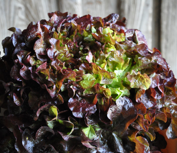 Salade feuille de ch