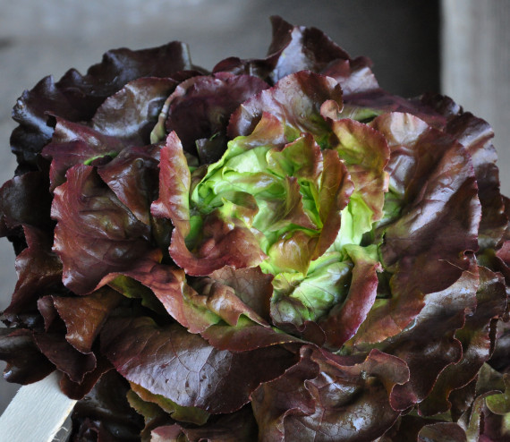 Kopfsalat rot