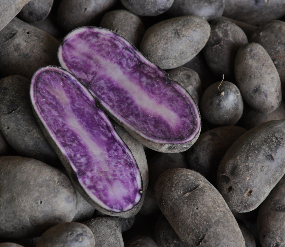 pomme de terre bleue