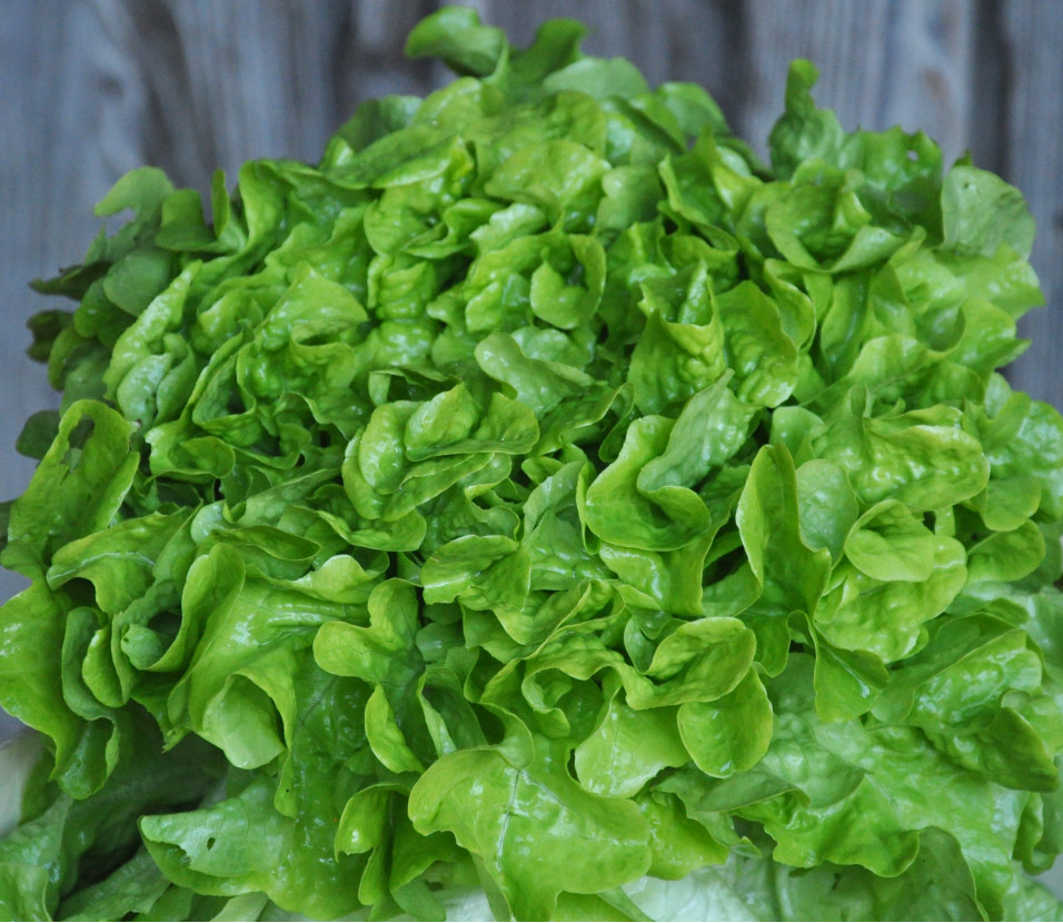 Salade feuille de ch