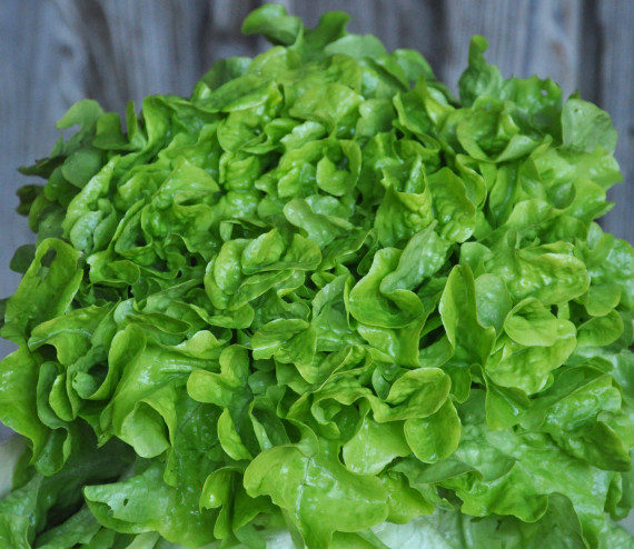 Salade feuille de ch