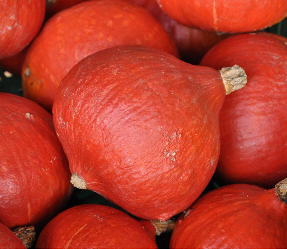 Courge Potimarron Courge Potimarron
