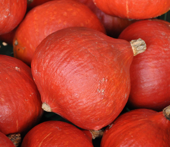 Courge Potimarron