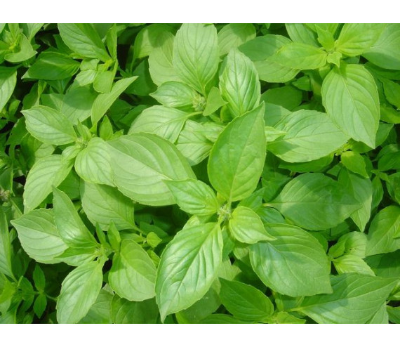Basilic citronn