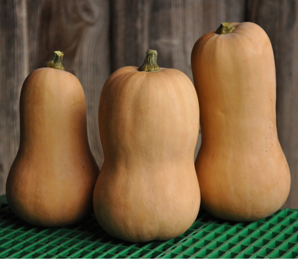 Courge Butternut