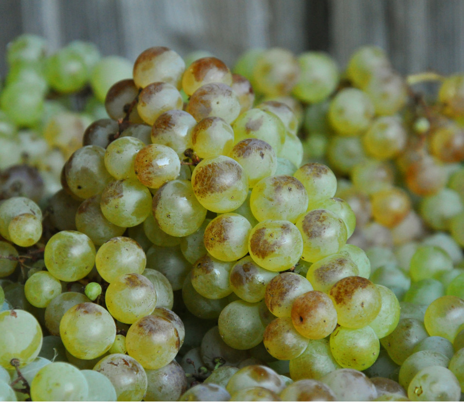 Trauben Chasselas (Wallis)