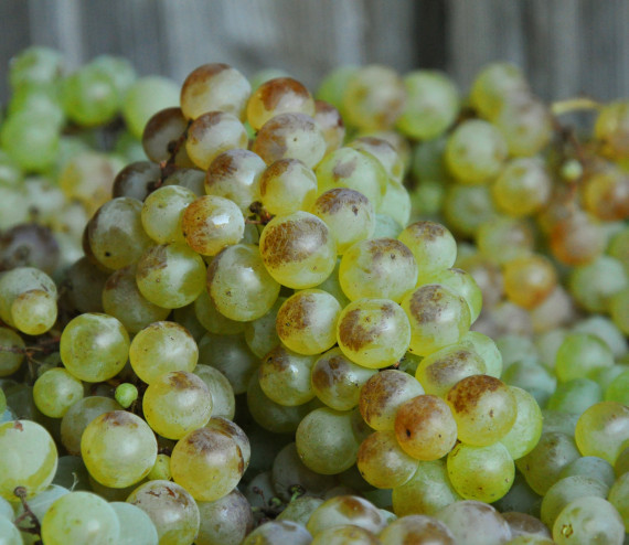 Trauben Chasselas (Wallis)