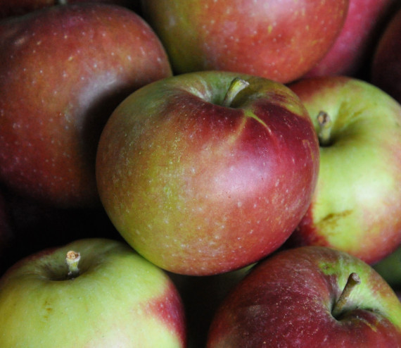 Pommes Rewena