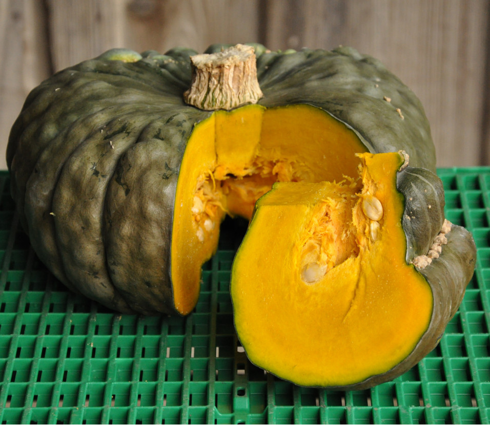 Courge Marina di Chioggia Courge Marina di Chioggia